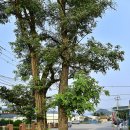 중동1리(한천) 이미지