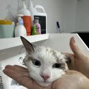 숲냥숲냥 이미지