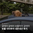 진수안경 | [보홀] 보홀 시티투어 내돈내산 후기 | 클룩 최저가 현지 기사 택시투어 | 안경원숭이 초콜릿힐...