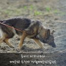 해바라기 태양광발전소 이미지