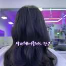 P-7739 | [경기/성남시] 닥터헤어플러스 솔직후기 반려동물출입가능미용실