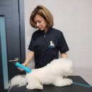master grooming 이미지