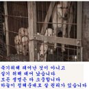 이제 개고기 먹지말자! 다른 먹거리가 넘치는 잘사는 한국 아닌가 ? 이미지