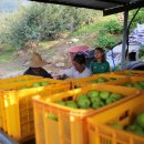 인우농장 이미지