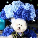 마요 펫 이미지