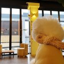 퍼피펜트하우스 | 천연잔디가 있는 신상애카 퍼피펜트하우스 솔직후기!