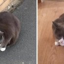 펫 치즈 클럽 이미지