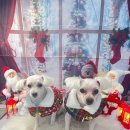 강아지미용실502 | 두정동강아지미용 스트레스 없고 신뢰할 수 있는 곳 후기