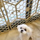 늘 예쁘개 이미지