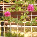 대한민국 구석구석...계절의 여왕 5월의 대미 인천대공원 장미... 이미지