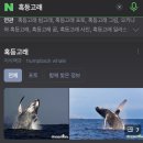 6. 혹등고래🐋 😻 이미지