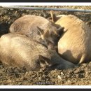 명준농장 이미지