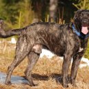 도그레이 이미지