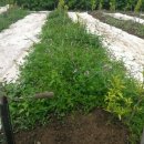 황금누리농장 이미지