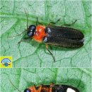 반딧불이 이미지