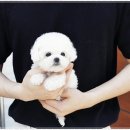 펫퍼스트 24시 강아지분양 고양이분양 이미지