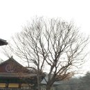 솔향기 가득한 아차산 및 용마산 산행