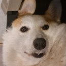 버블독스(안산초지점) 이미지
