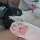 덕정동물의료센터 이미지