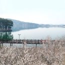 3월8일 정기여행 논산 탑정호 생태공원으로 초대합니다 이미지