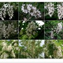 동구밖과수원길 이미지