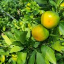 제주키위영농조합법인 농산물산지유통센터 | 쿠폰까지 있다고? 제주 농장직송 극조생 감귤로 더 저렴하게 즐기세요