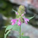 도깨비풀 이미지