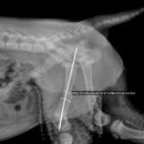 강아지 교통사고 대퇴골 골절, 경골, 비골 골절 - 대구 칠곡 태전동물병원 이미지