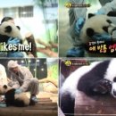 판다곰 이미지