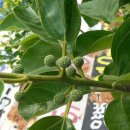 우람농장 이미지