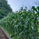 꽃뜨락민박 이미지