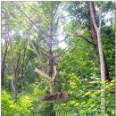 기룡산 등산로1 이미지