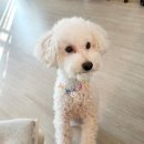 산책갈까 이미지