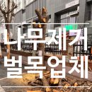 나무제거 전문 저렴한 나무없애기 벌목업체