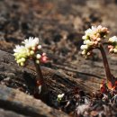 예미초등학교운치분교장 이미지