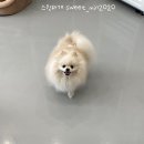 스윗하개 이미지