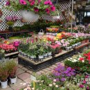 양재시장 이미지