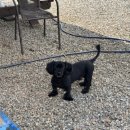 라피네펜션 이미지