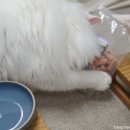 오션 캣 이미지