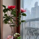 대륜동-2 이미지