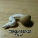 김해뒷고기매운갈비찜 이미지