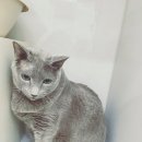 스칸디동물병원 이미지