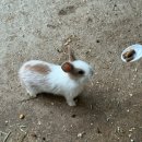 강릉아기동물농장 이미지