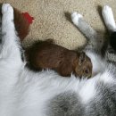 못말리는 고양이 이미지