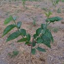 오디가개 이미지