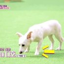 아이DOG 이미지