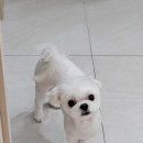 아이파크 애견미용실 이미지