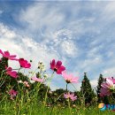 코스모스 이미지