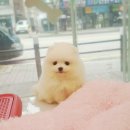 바둑아놀자 이미지