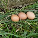 자연같이 팜 이미지